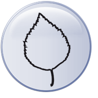 Birke
