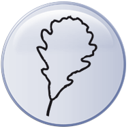 Eiche